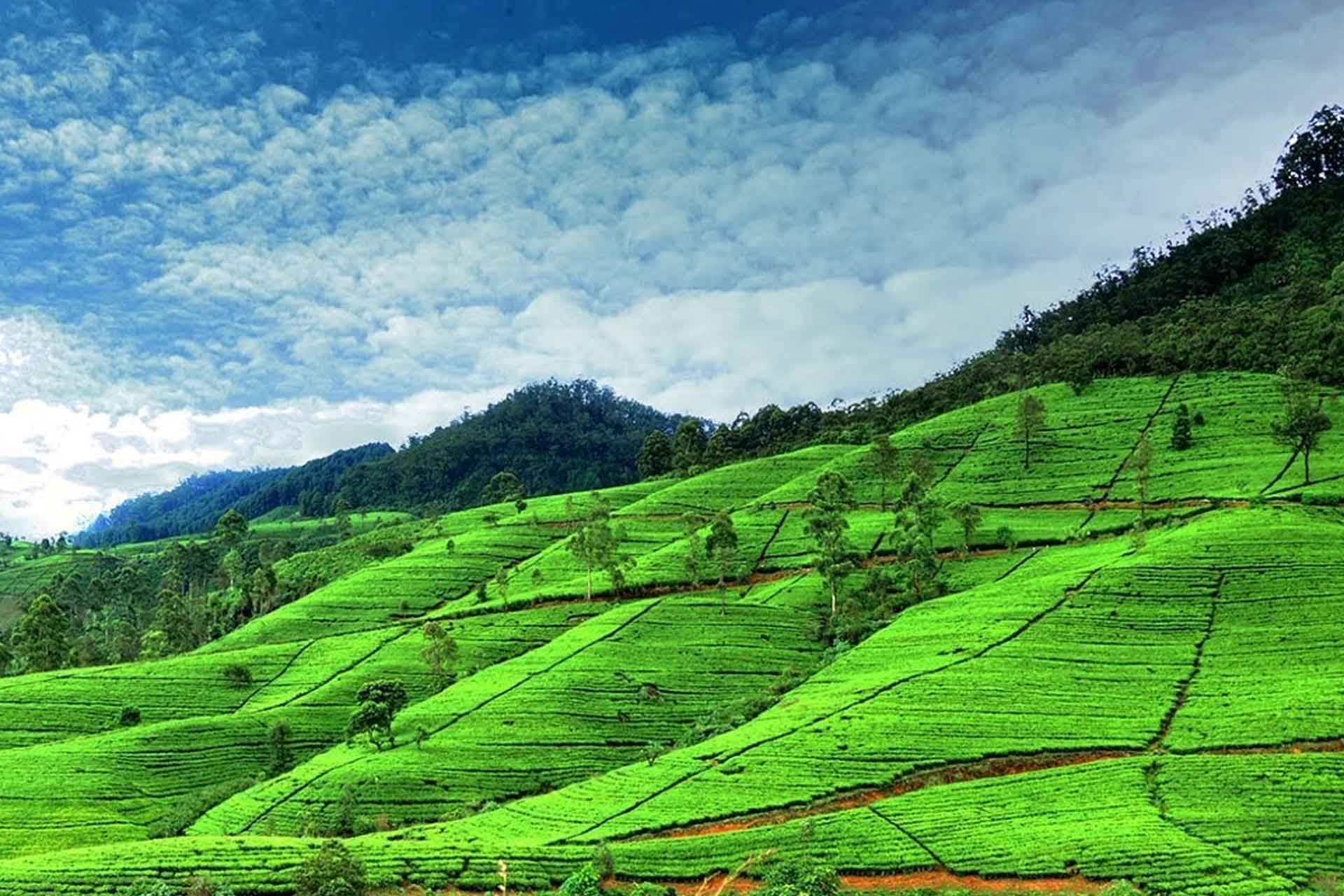Шри ланка нувара. Чайные плантации Нувара Элия. Чайная плантация Нувара Элли. Нувара Элия Шри Ланка. Шри Ланка чайные плантации Нувара.